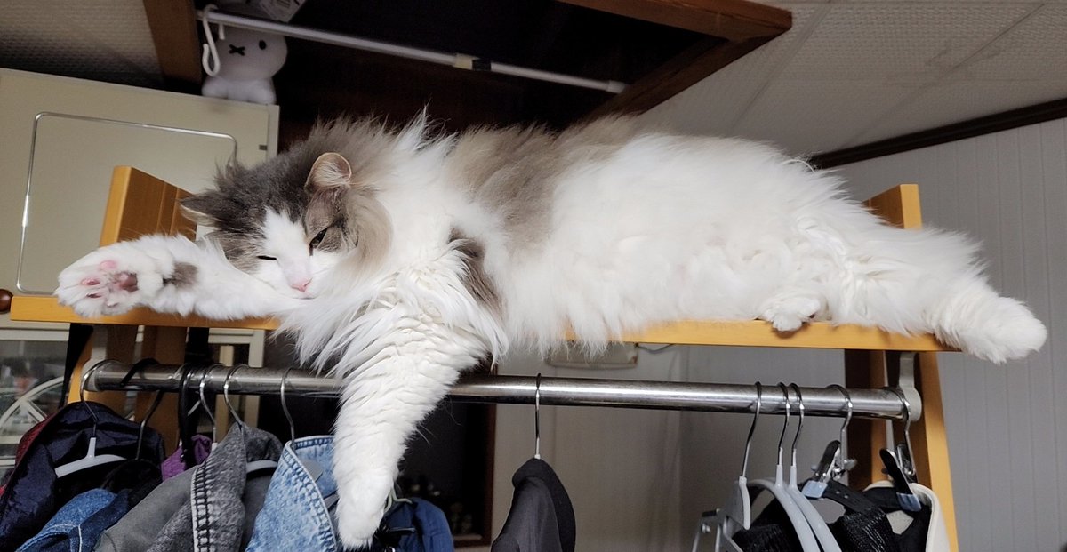 家具がキャットタワーと
化してるから物が置けない笑