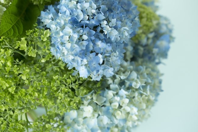 おはよう☀️
今日は母の日！

注文していた紫陽花が1日前にお家に届いたみたいで、
昨日ありがとうLINE来た🥳ふふん

別にお母さんじゃなくてもさ、お世話になってる女性に感謝を伝えてもいいよね( ^-^)⊃⌒︎︎❤️
それでは素敵な1日を💐 https://t.co/Oe9E4TPV5X