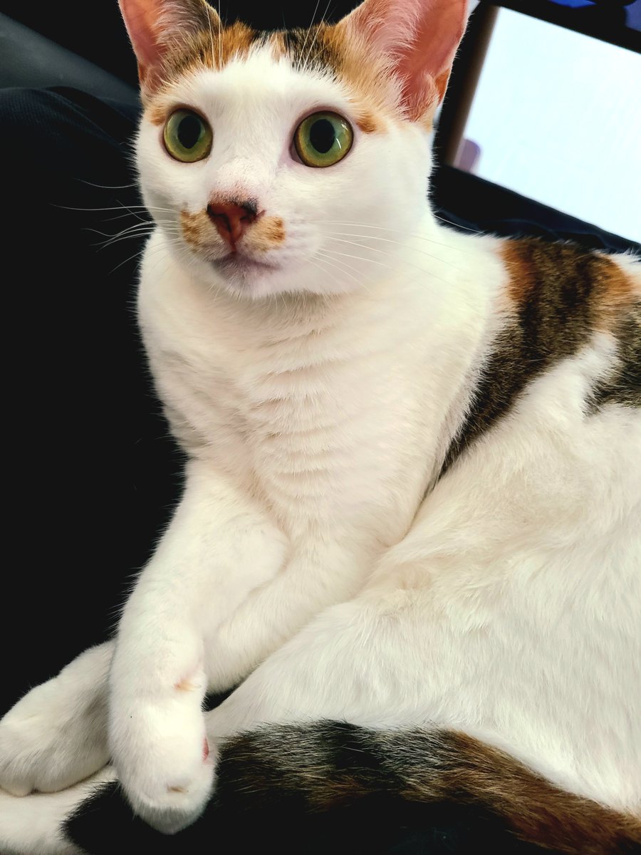 shiro@焼肉たべさせて下さい。 tweet media