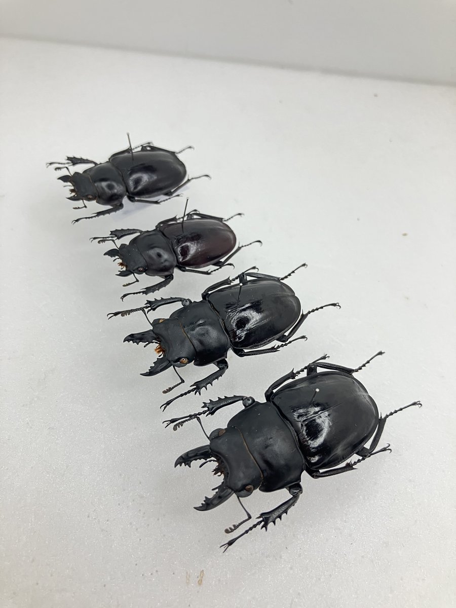 アマミマルバネクワガタ(トクノシママルバネ) ⁡ 徳之島産 乾燥完了