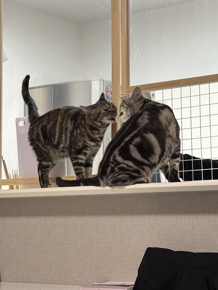 猫好きにはたまらないっすよね🐈💞 我が家のニャン'sも☺️ #日向坂