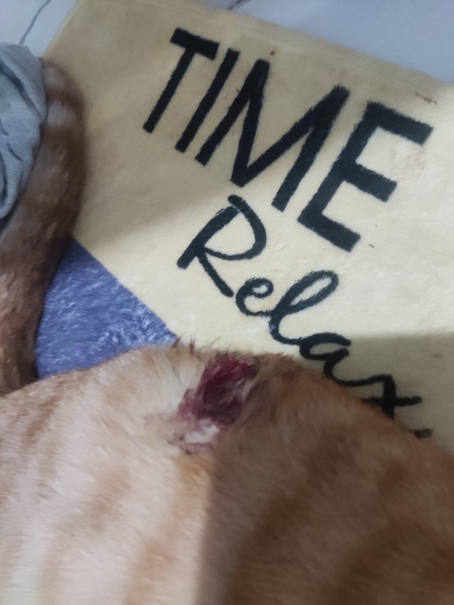 O que resultou na morte do gato de rua quase que na hora e no ferimento grave na coluna do meu, que acabou se arrastando até o muro, onde finalmente consegui tirá-lo, aí começamos uma discussão muito feia e no final eles entraram na casa deles e a gente ficou lá com o gato.(+)