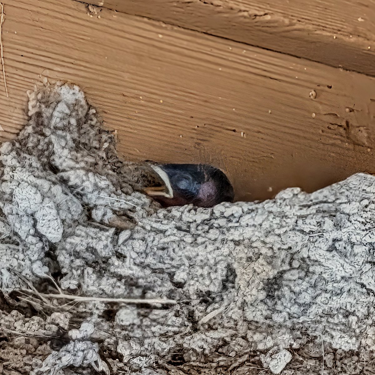 Trekersorg's tweet photo. Brand new baby birds! The swallows that built a nest in the corner of one of the state park bathroom buildings had their eggs hatch very recently. I'm not sure exactly when, but I'm estimating the babies are just days old. They still have their eyes closed!
.
#texas #babybirds https://t.co/4Ico6QWf6D