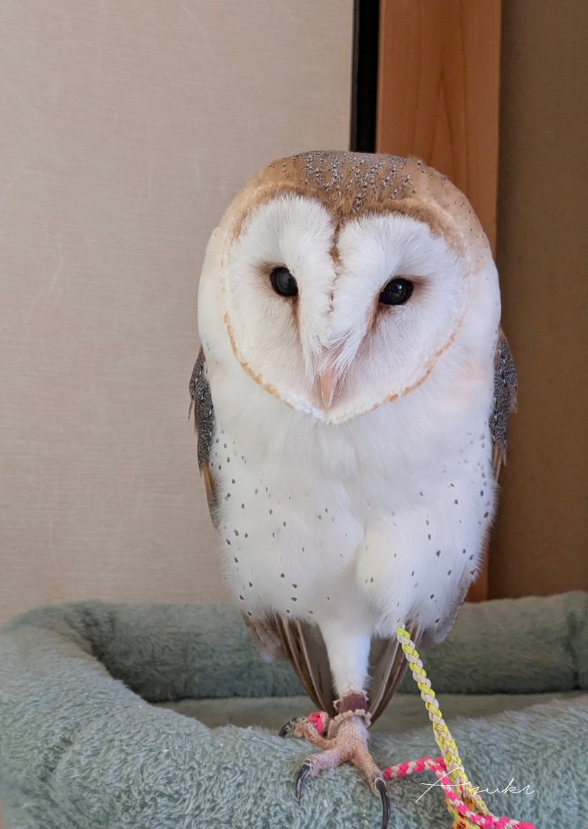 おはようございます🔆｡° (735) #メンフクロウ #フクロウ #owl #barnowl