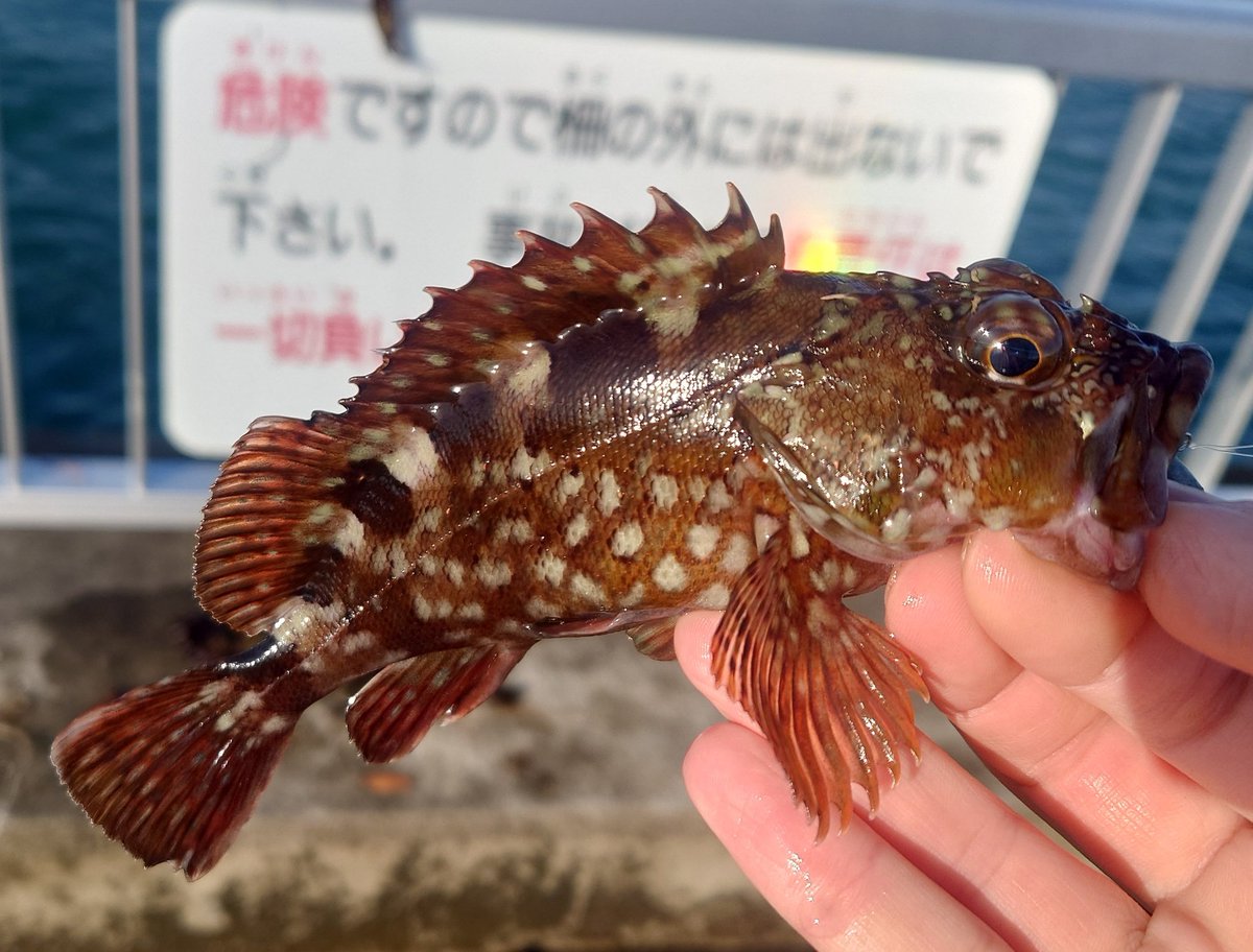 Daiki🐟️🌊 tweet media
