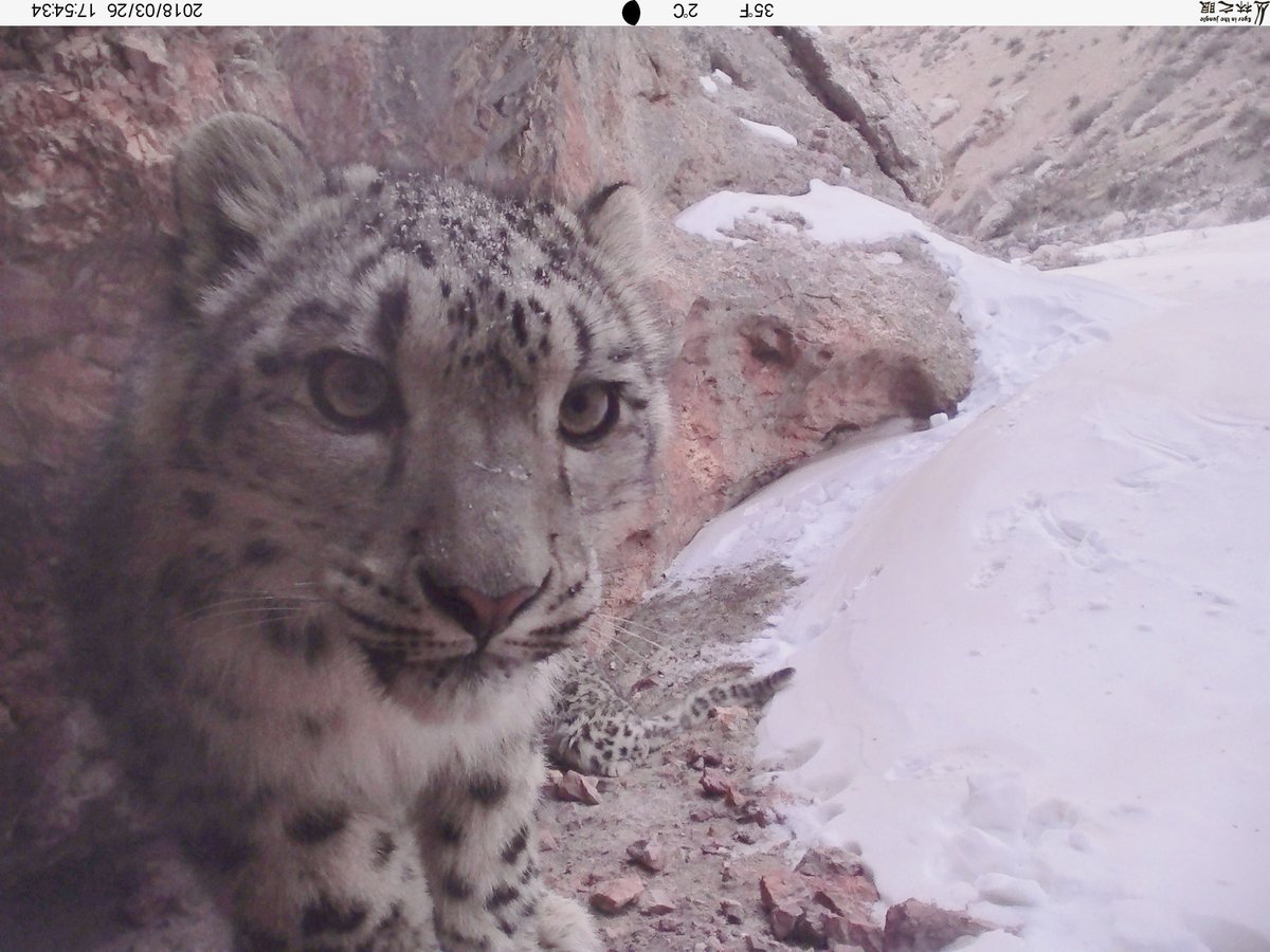 trailcam tweet media