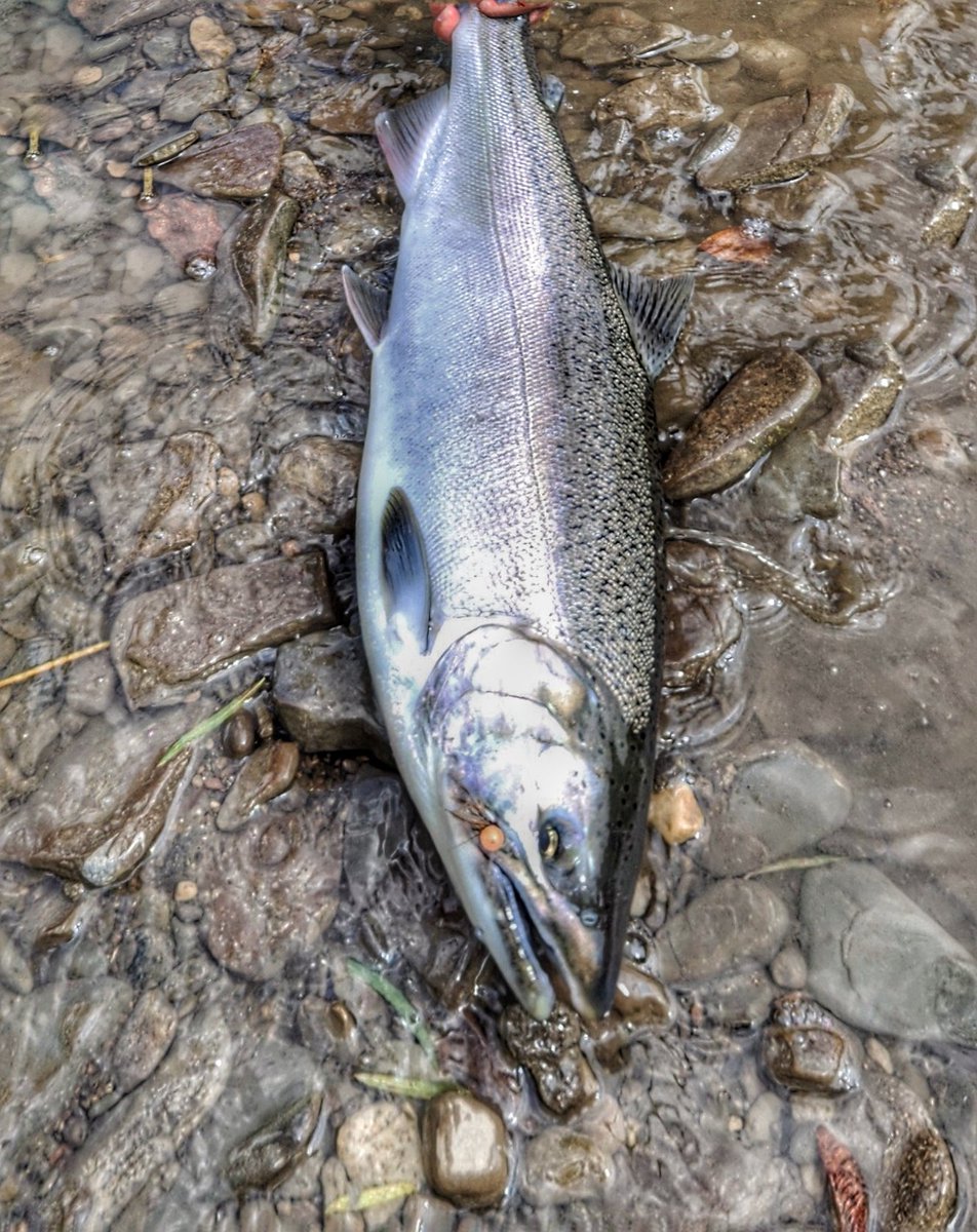 BayStOutdoors's tweet photo. No head like Steelhead. #baystreetoutdoors is drifting thru life. #getbitnow https://t.co/h3CK6E0x7W
