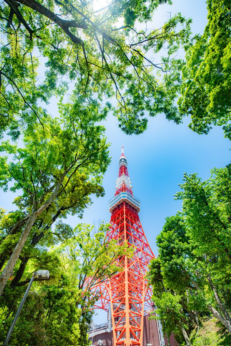 新緑に包まれた東京タワーが綺麗でした