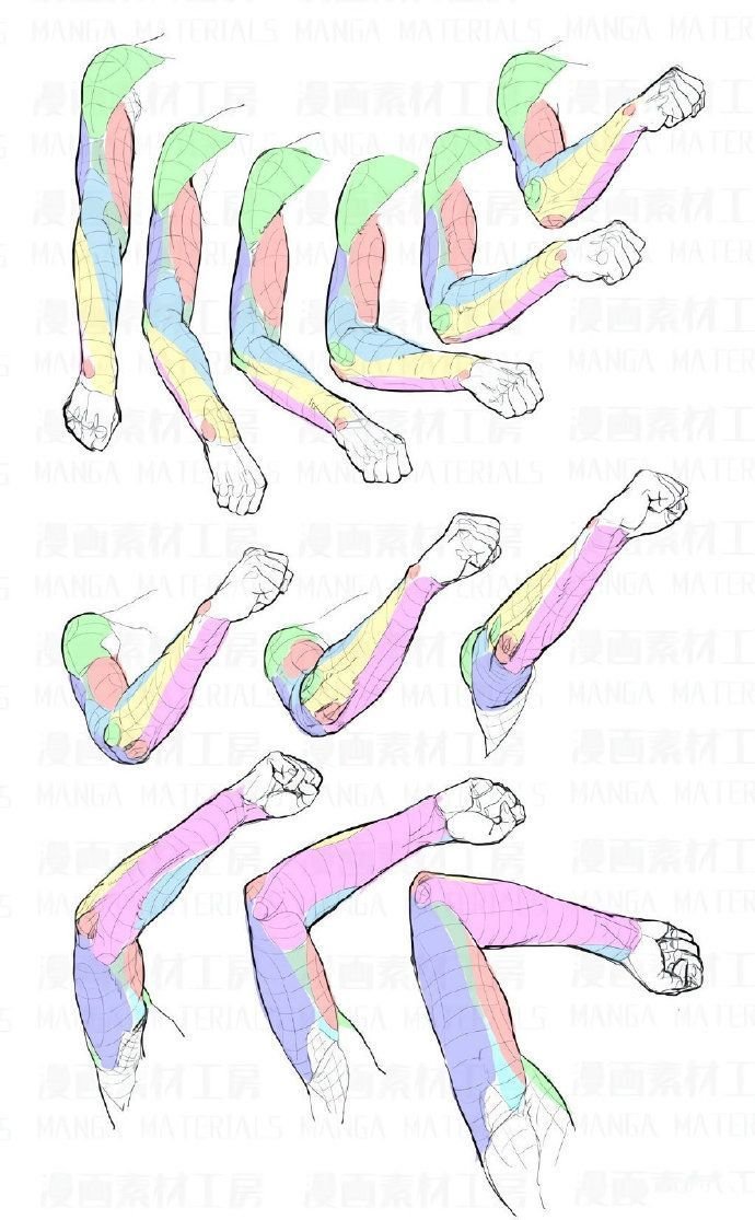 oldmanlux's tweet photo. This is the kind of anatomy study that makes arms feel way less stiff https://t.co/72AFSzwyGF