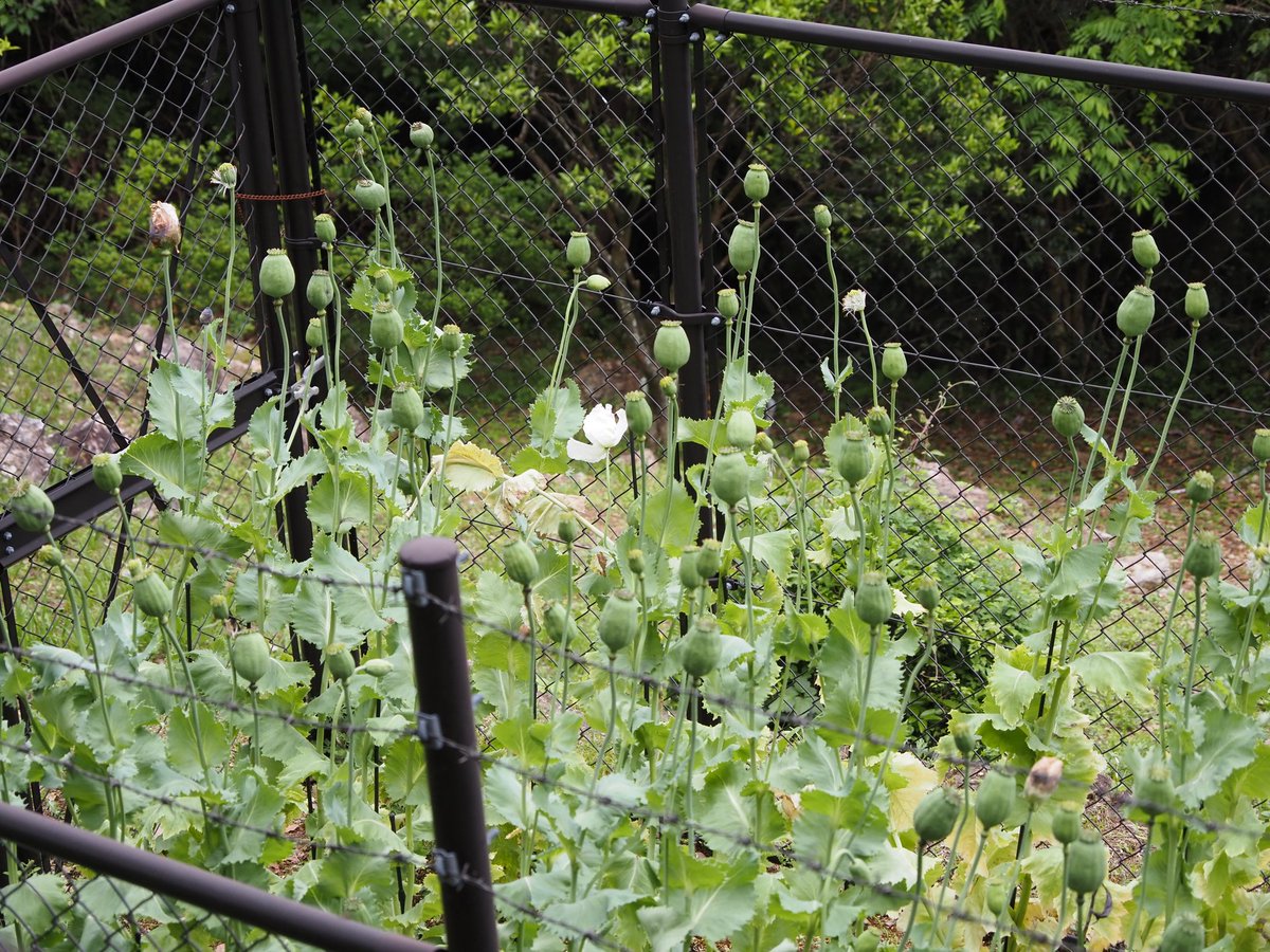 aycone's tweet photo. 牧野植物園 https://t.co/s8qypmbZ2o