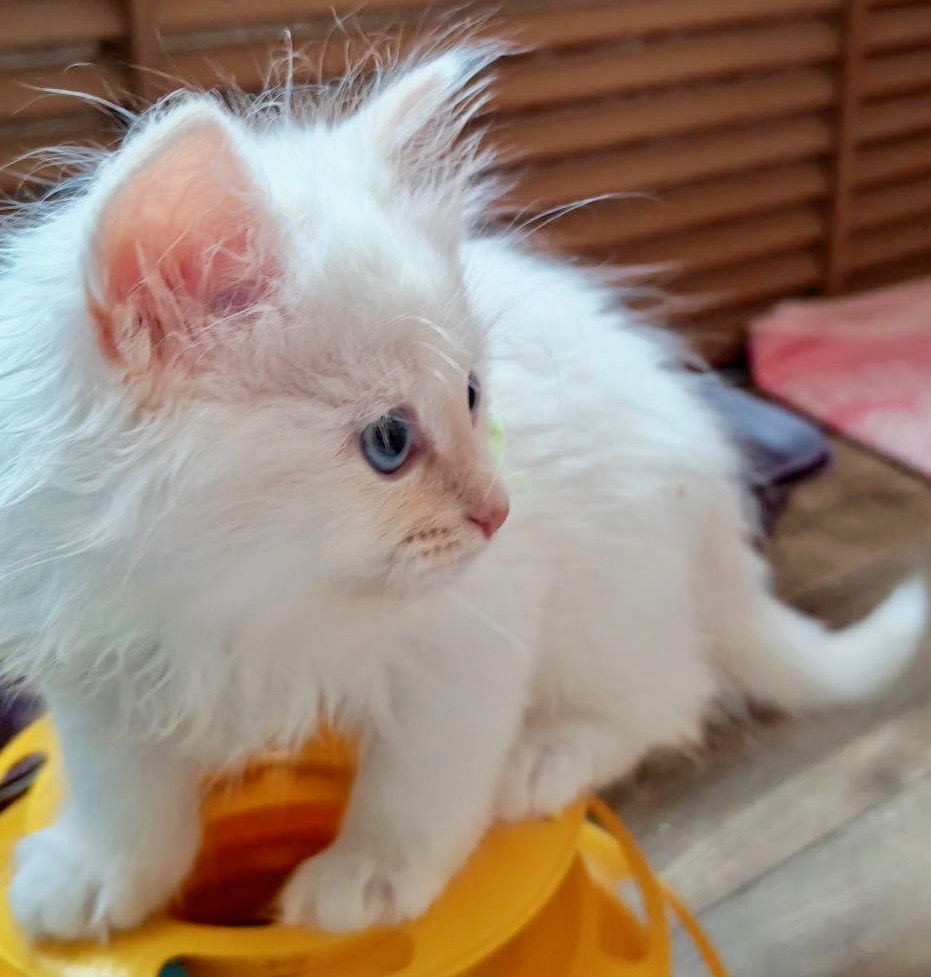 in seven days I will acquire a pair of Siberian kittens, brother and sister.
I am open to suggestions as to what to give them, besides love.