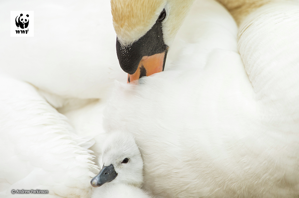 WWFジャパン tweet media