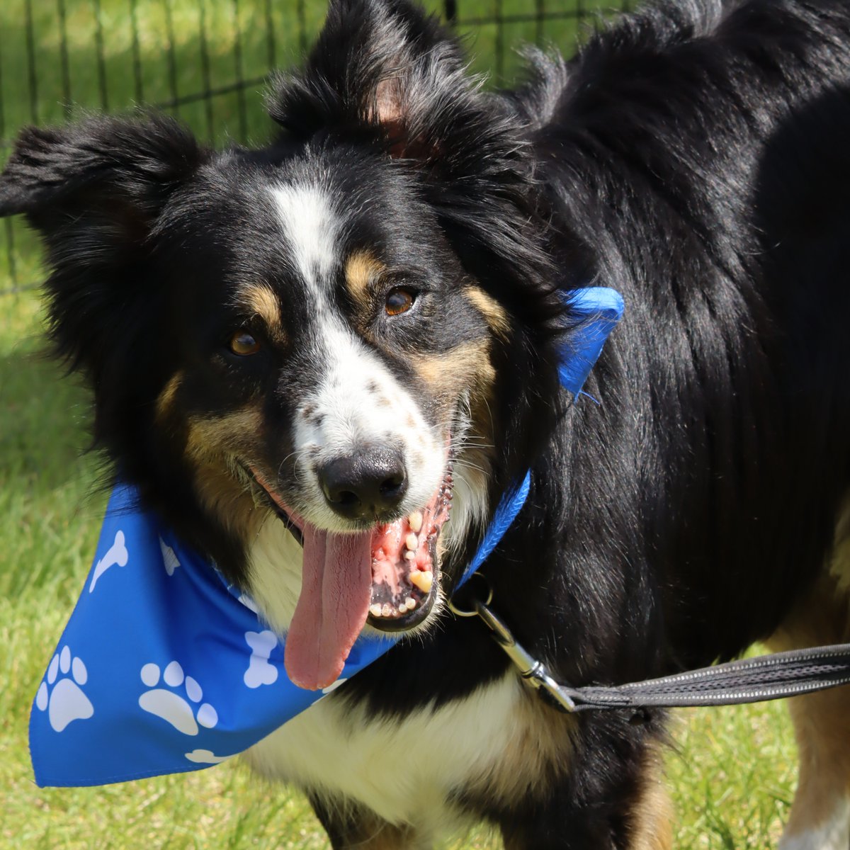 Calgary Humane Society tweet media