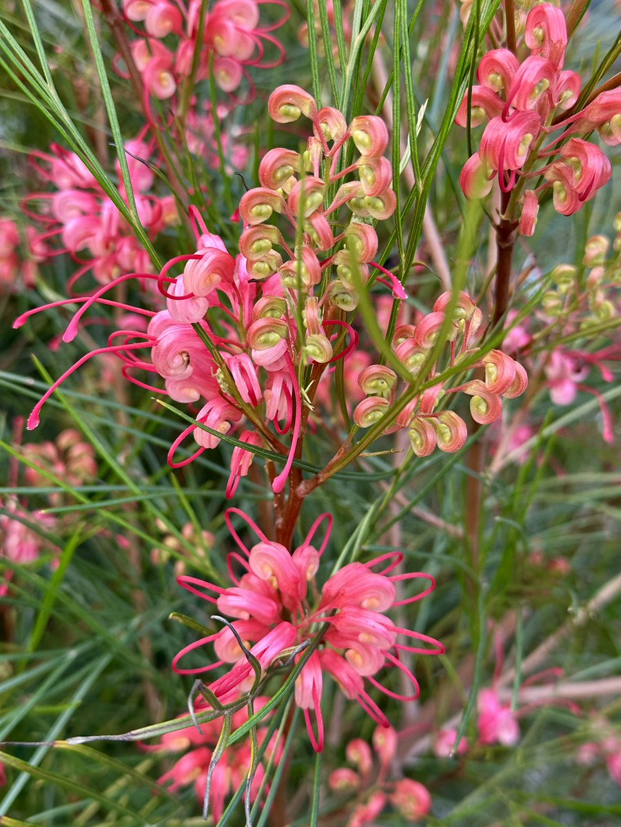 Fleurs