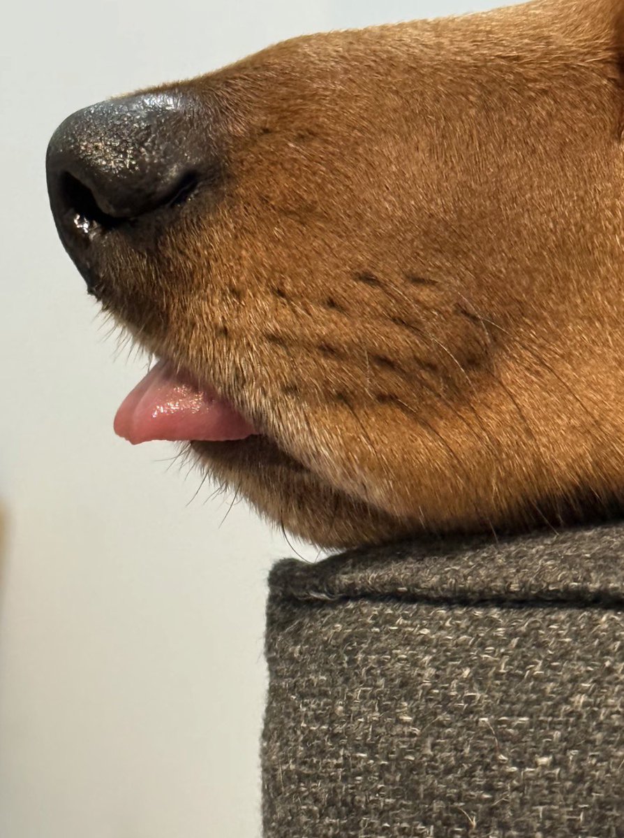 💖 (@twaniimals) on Twitter photo 
