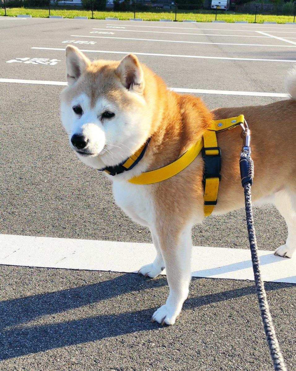 みすたあ tweet media