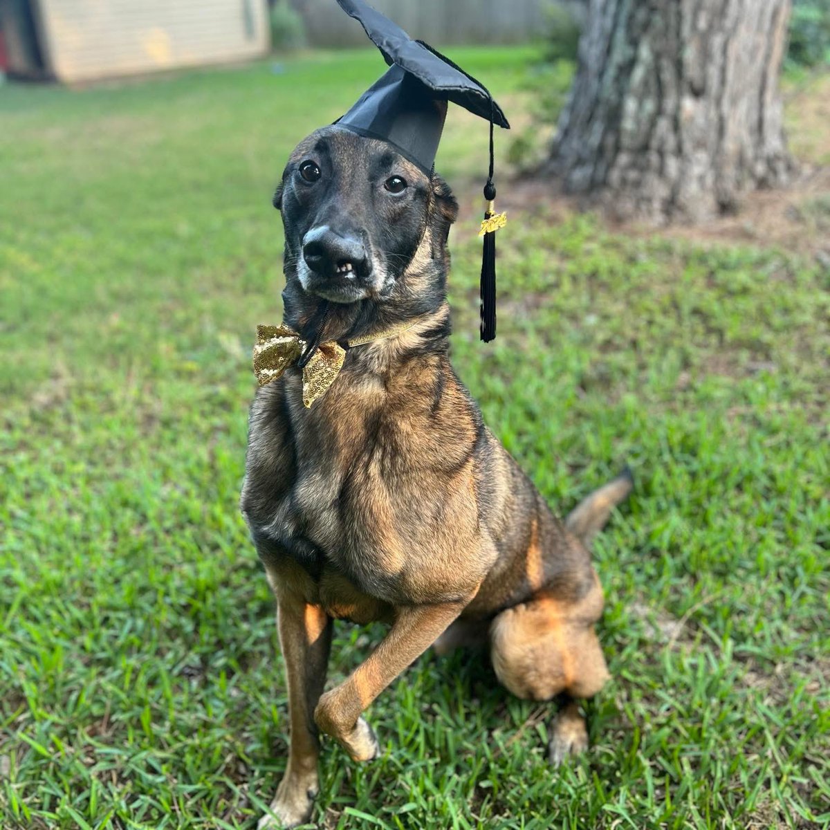EUSA-K9/James tweet media