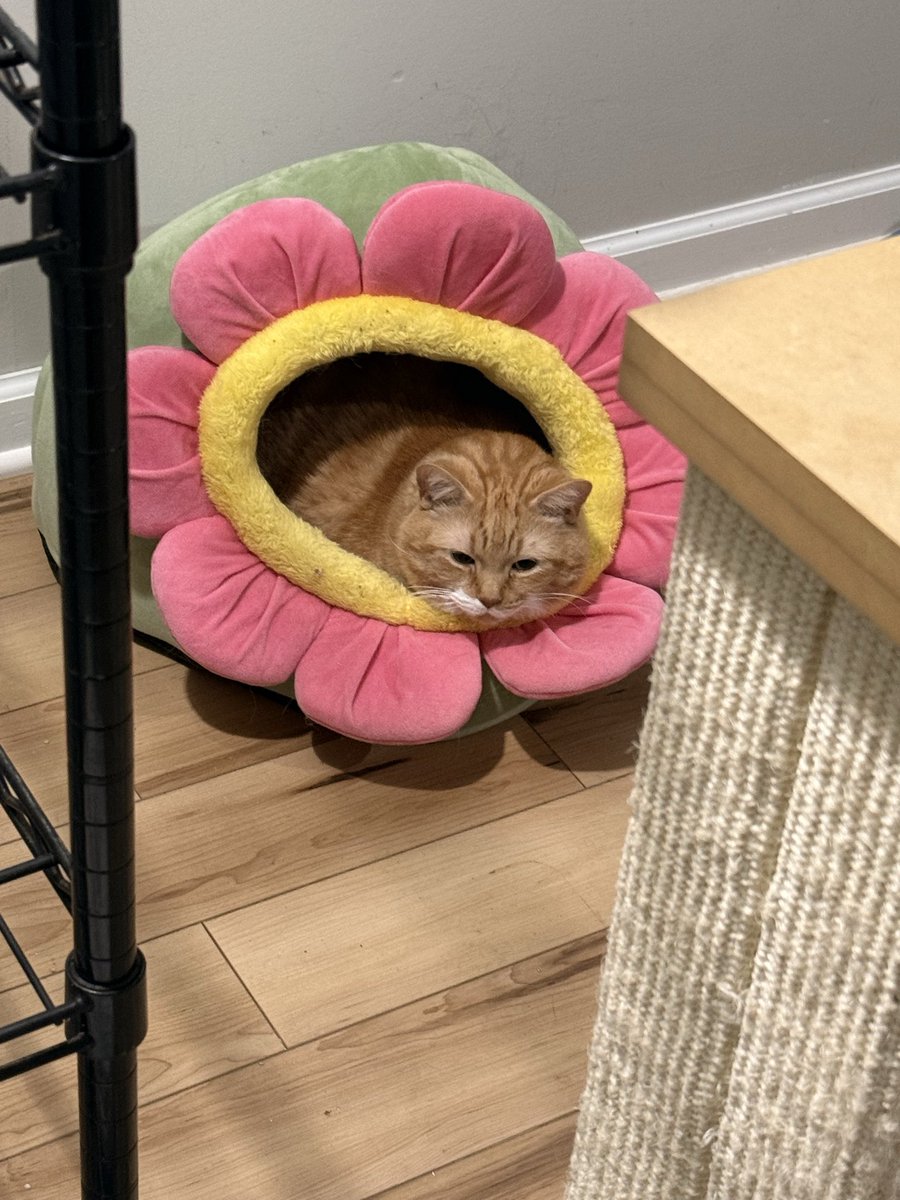 butterscotch tweet media