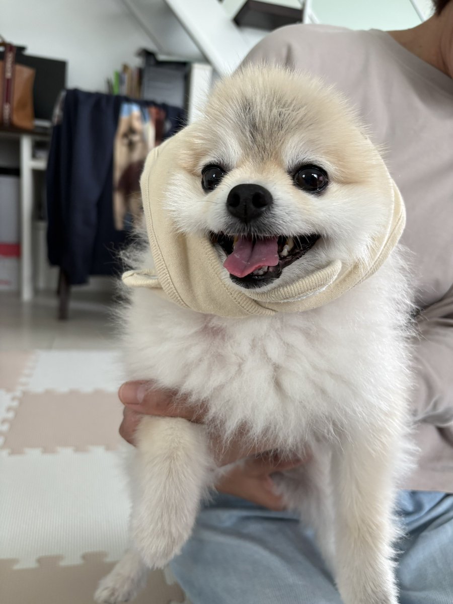 ゴン太