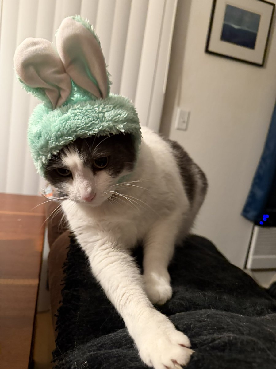ItsDanube's tweet photo. @fa3rie2 My cat was also a bunny https://t.co/hG0igYrYsY