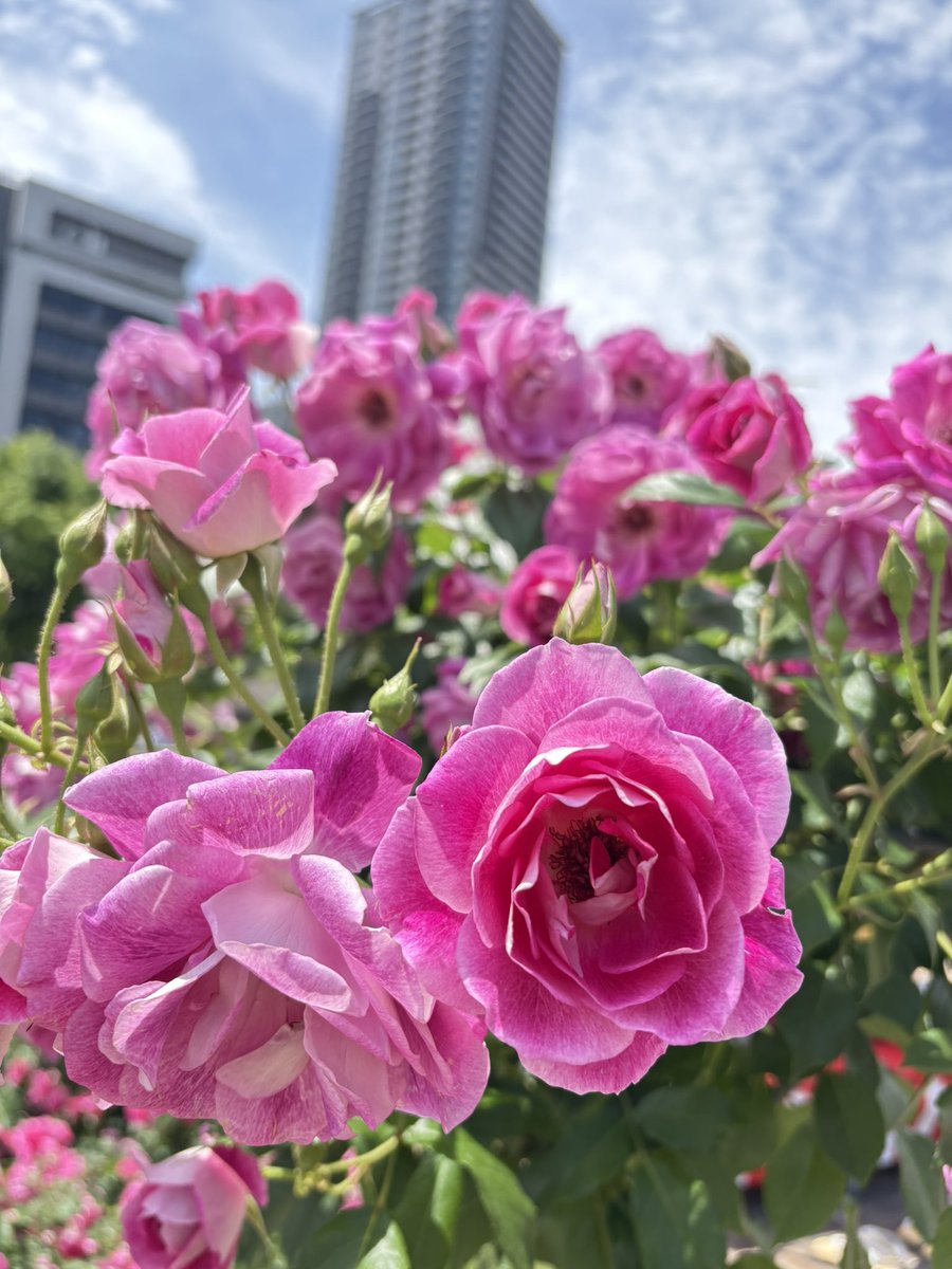美月🌕元外資系マインドフルネス講師 tweet media