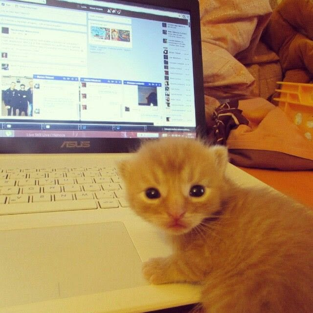 alexyss :] tweet media