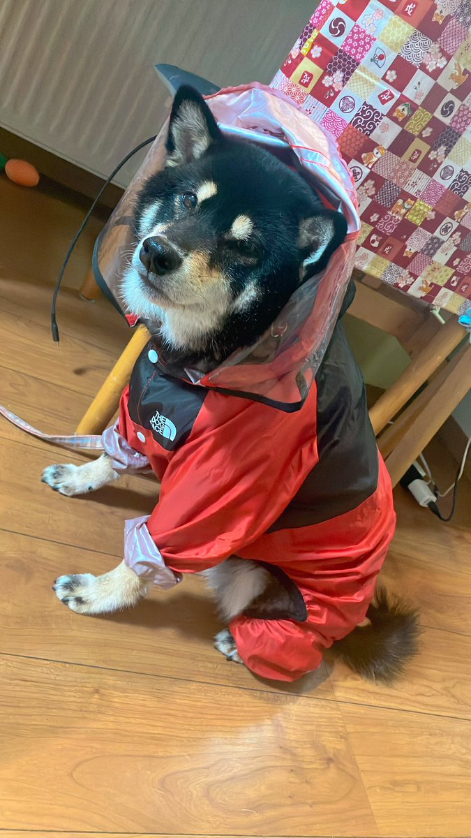 柴犬੯‧̀͡u\🐾凛＆大和 tweet media