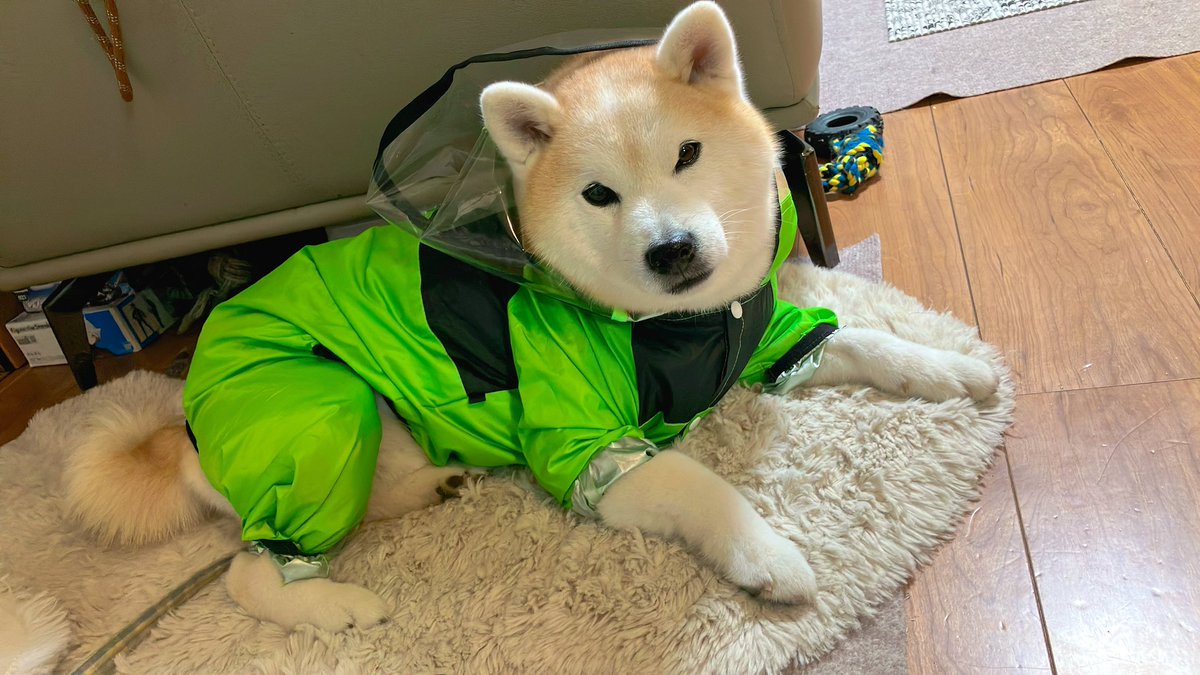 柴犬੯‧̀͡u\🐾凛＆大和 tweet media