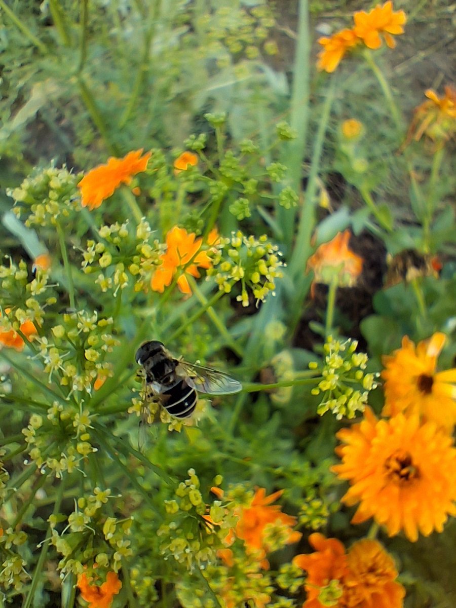 brjmoreira's tweet photo. Hoverfly, Eristalis sp.
Valencia, Spain 09.10.2026 https://t.co/xUad8b2met