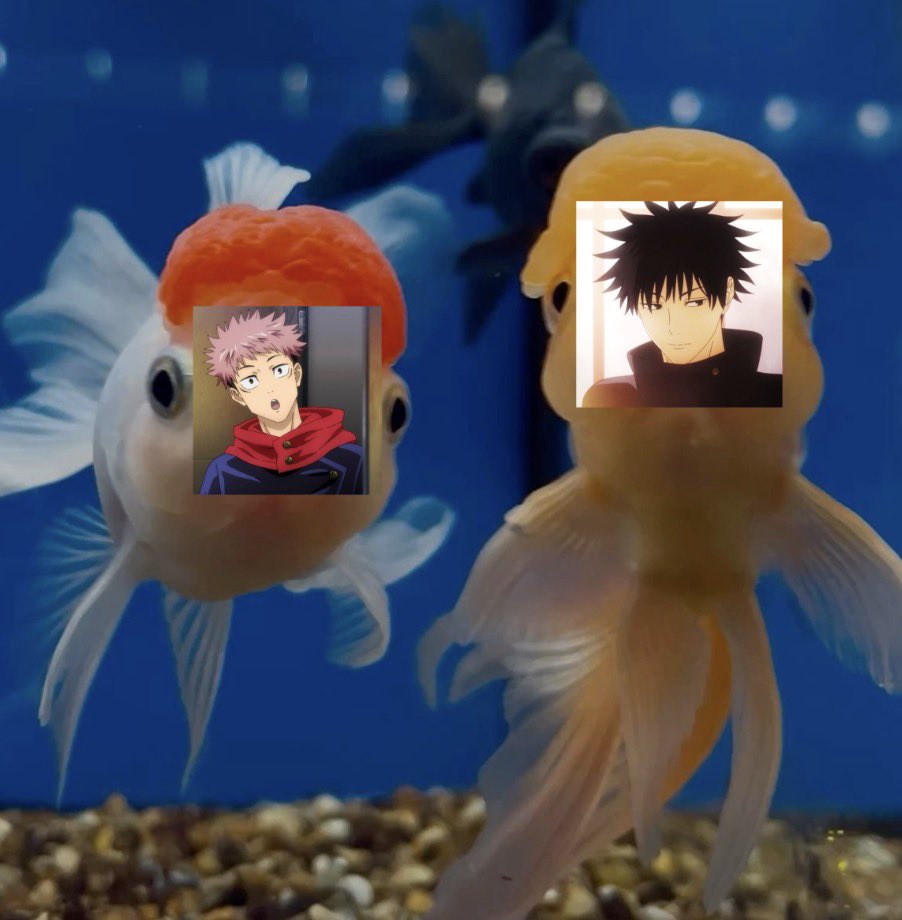 mizisuabrainrot's tweet photo. more #itafushi as fishes 

#itafishy https://t.co/tW0BQcXO24