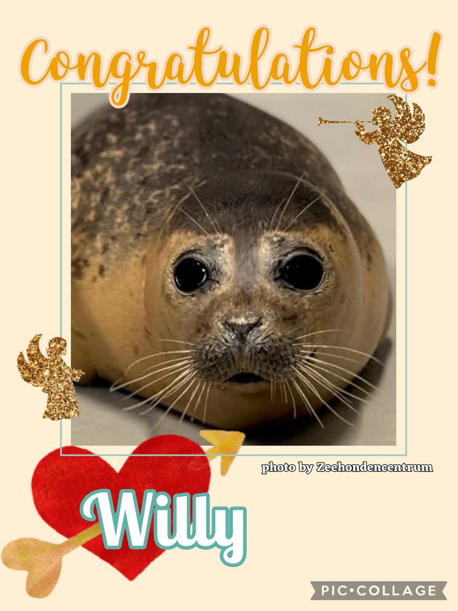 たまにやんちゃだったけど、穏やかな表情が印象的だったWilly🦭 Sea