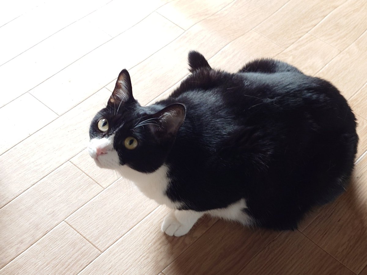 カフカ@吾輩ハ猫ノ下僕デアル tweet media
