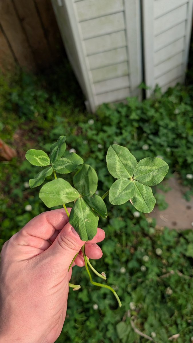 5000dollarideas's tweet photo. Don't plant clover in your back yard they said!
Clover is an invasive species in Virginia they said! https://t.co/558Z28DRDo