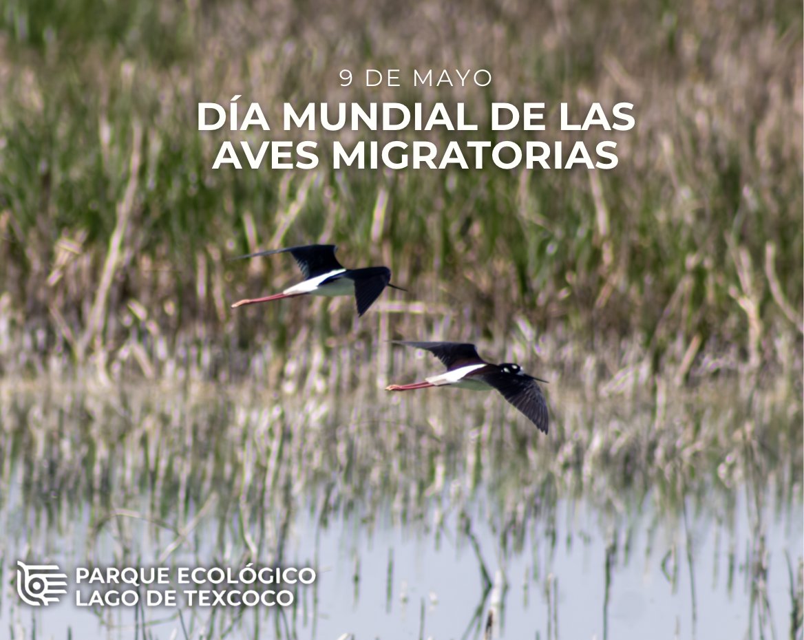 PELT (Parque Ecológico Lago de Texcoco) tweet media