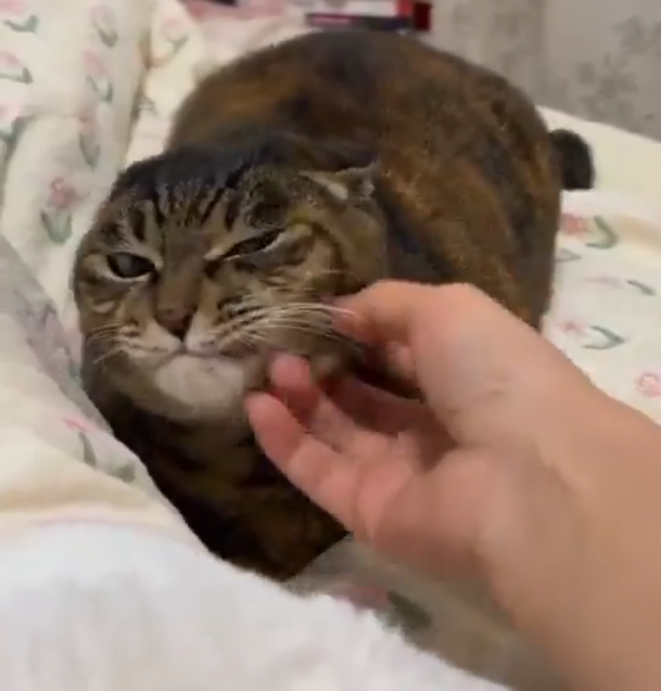 ddenimite's tweet photo. @CuteAdorableCat >"If you think you can just pet my anger away! ...oh that's pretty good, actually"_ https://t.co/a4dUw2suQg
