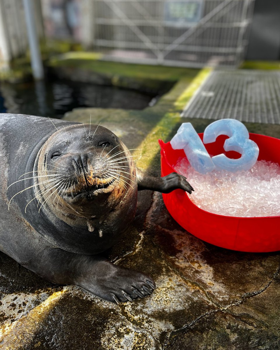 Seattle Aquarium tweet media