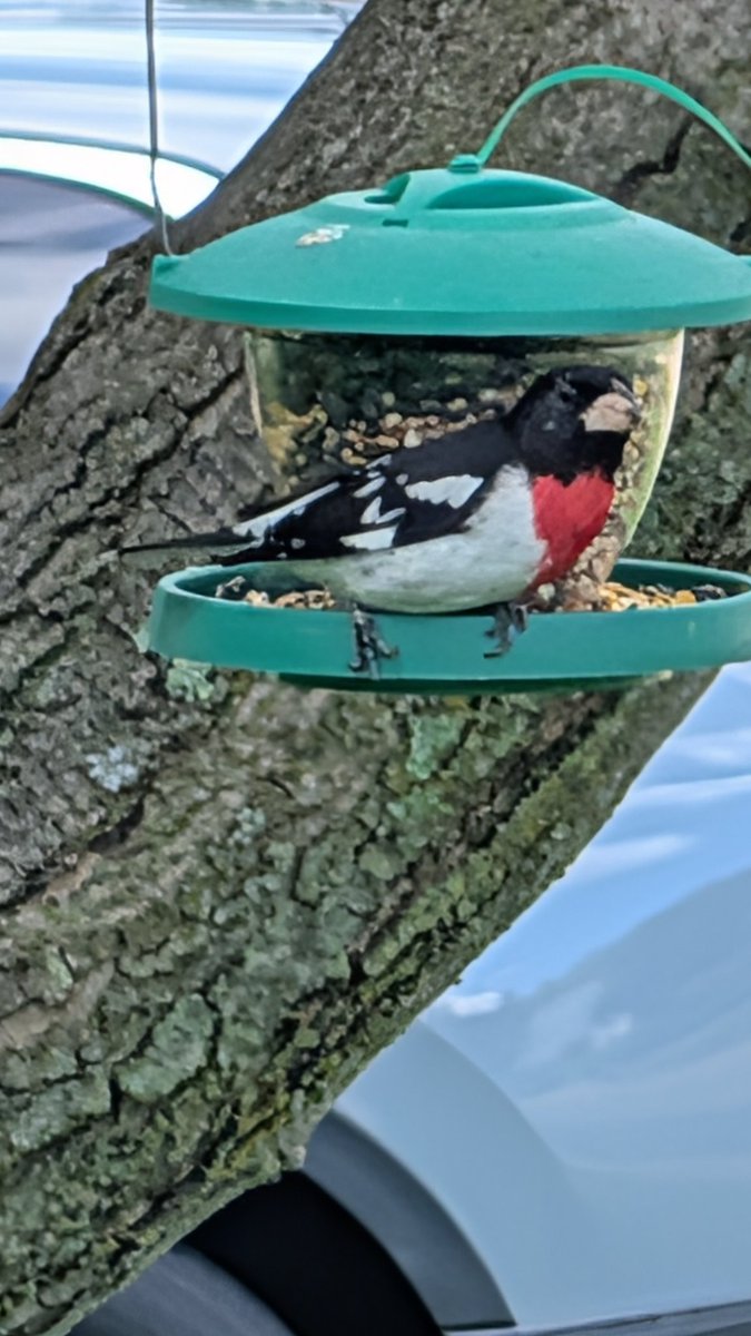 JeffYackley's tweet photo. @garonnevik Saw one today for the first time this year (NE Ohio) https://t.co/5YwqCIPTw2