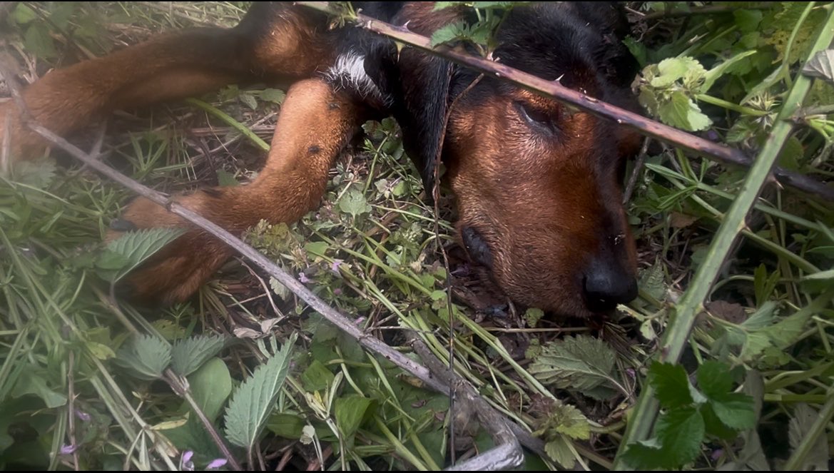 ibrahimkaya89's tweet photo. Yarın Katil Sinan Demir savcılıkta ifade verecek.

09:30’da Kocaeli adliyesinde olacağız.

Kapısının önüne bağladığı köpeği Demir Sopa ile dakikalarca işkence ederek katleden cani hapis cezası almalı.

Çocukları savunuyoruz diyen sapkınlar geleceğin çocuk katillerini koruyor ve bu katillerden oluşuyor!

#SinanDemirTutuklansın