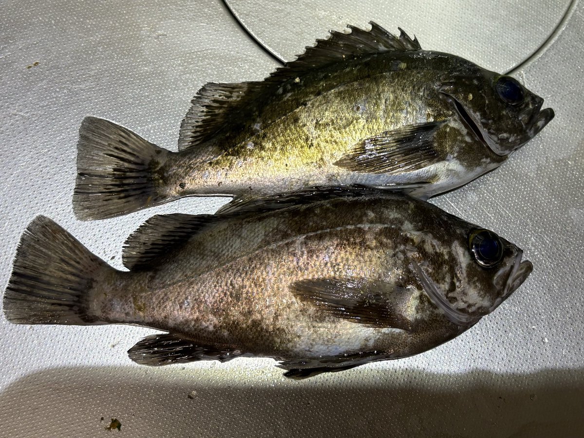 Mi2_fishing's tweet photo. 昨日は、メバルが釣れました🧅 https://t.co/FgRMJ4ARX1