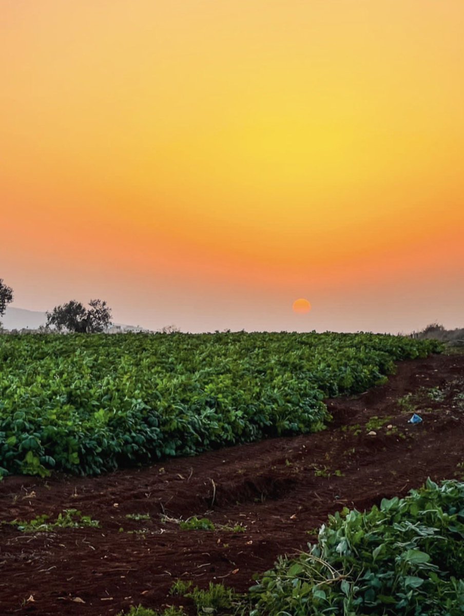 aseelswaid9's tweet photo. Palestine countryside https://t.co/J9IqG3iRwS