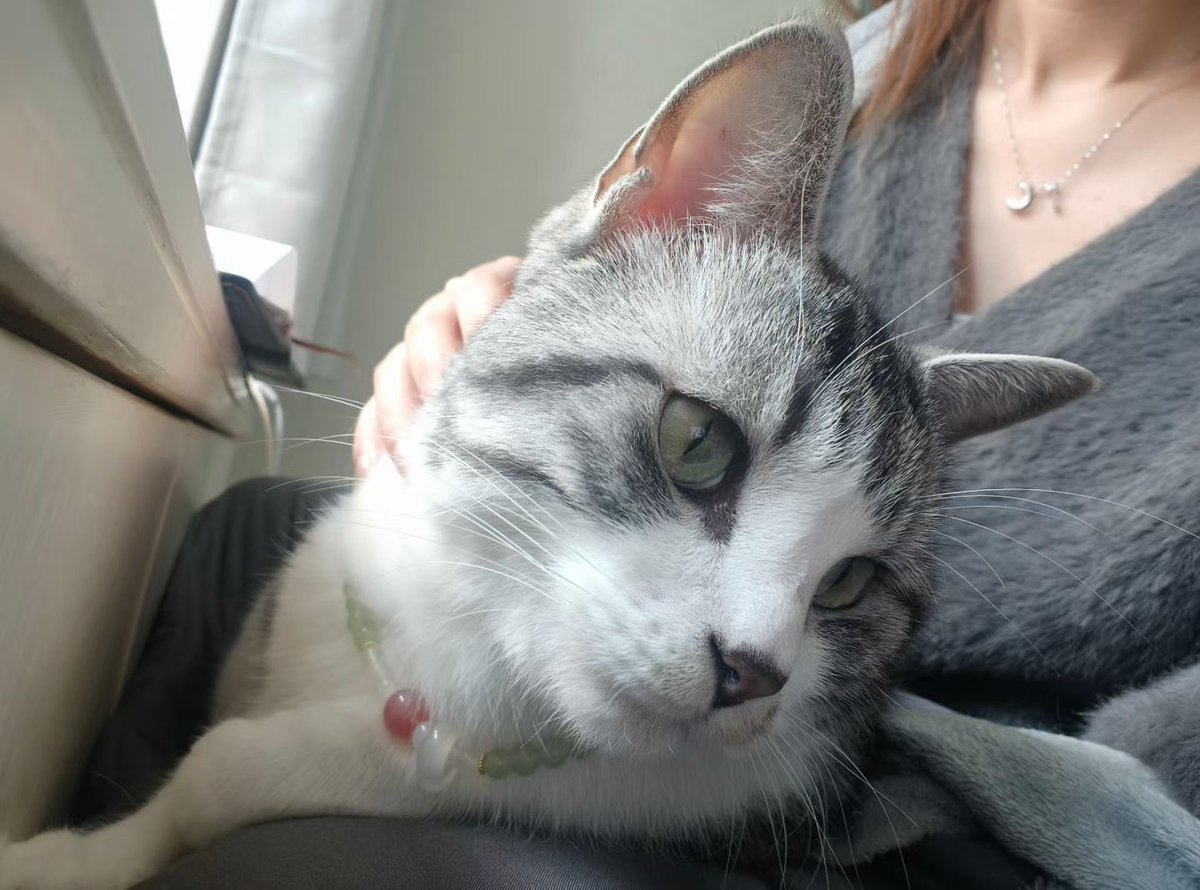 kiki5284's tweet photo. 谁的一辈子 #猫 https://t.co/btQflwdLOc