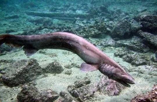 ⚓️, fιᥲ ; viperfish of #deepseatwt tweet media