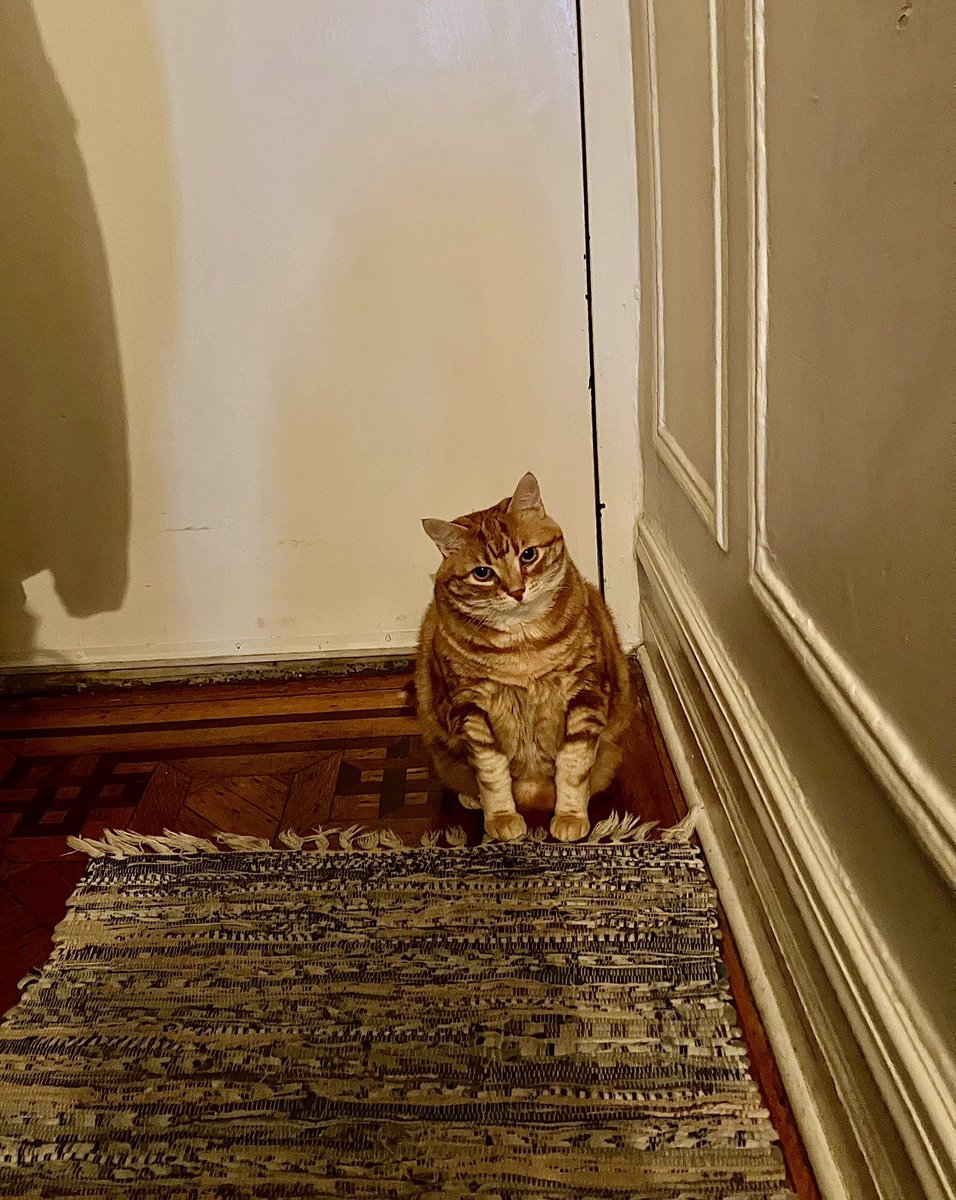 MackaCat_BK's tweet photo. Blocking da door so hooms can’t leave!!! 😼😾 (mostly so I can get a third dinner!) https://t.co/5M9j5CN4mt