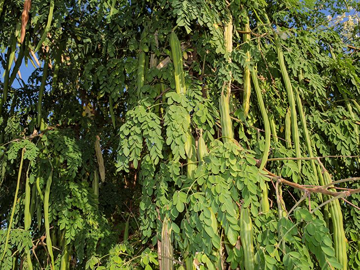 Chidalusabastin's tweet photo. Moringa olerfera also known as miracle tree this plant is valued because it's leaves,seeds and buds contains nutrient such as 
Iron
Calcium 
Potassium 
Protein 
Vitamin A and C.
Facts
May help regulate blood sugar 
May support the immune system.
Stay locked in 
#healthcaretips https://t.co/7VwrA7mH0G