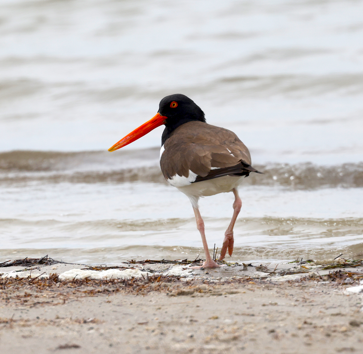 TexasBirder tweet media