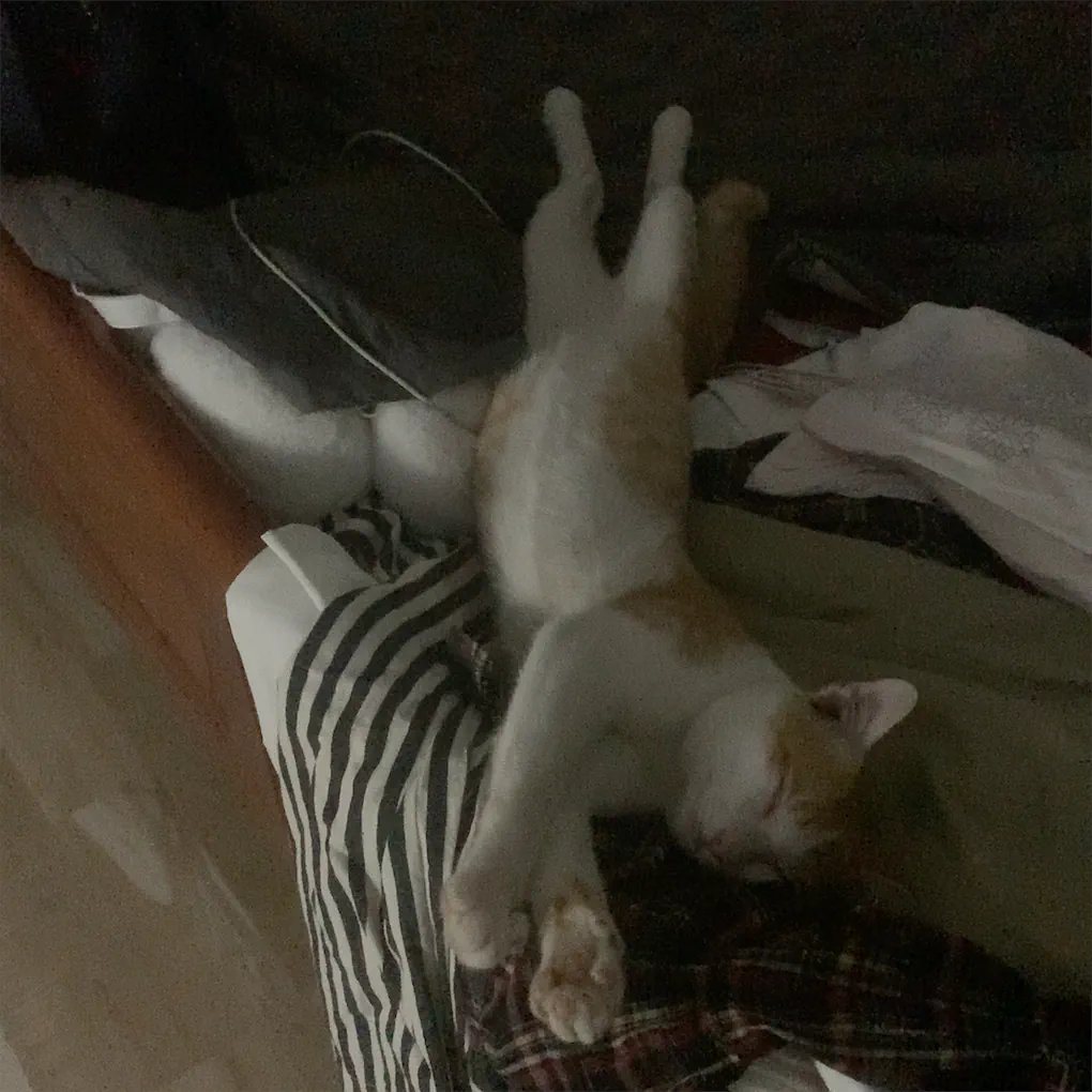 jenatsugoi's tweet photo. nhớ cục vàng quá ah :'( https://t.co/pNfYnwn4E0