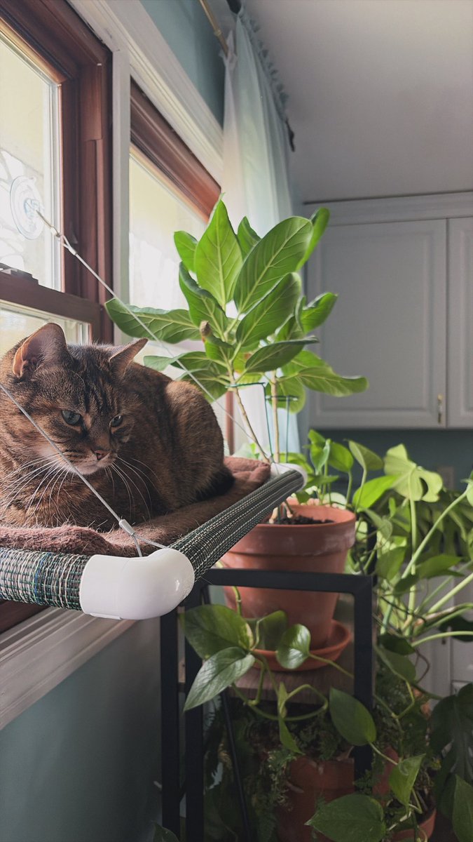 nmbxix's tweet photo. My cat serves face https://t.co/tABQqTjaBu