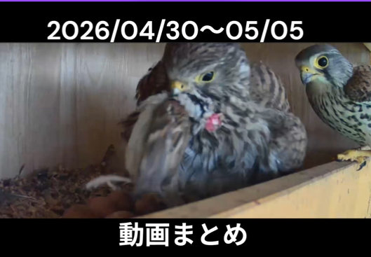 \お待たせしました/
今週GW中のチョウカメまとめ動画をお送りします！
いよいよ抱卵期終盤を迎えつつありますが、元気なヒナの姿を見ることができるのか？！
youtu.be/rDzAfaPkWuY
#チョウゲンボウ #kestrel #中野市 #野鳥 #愛鳥週間