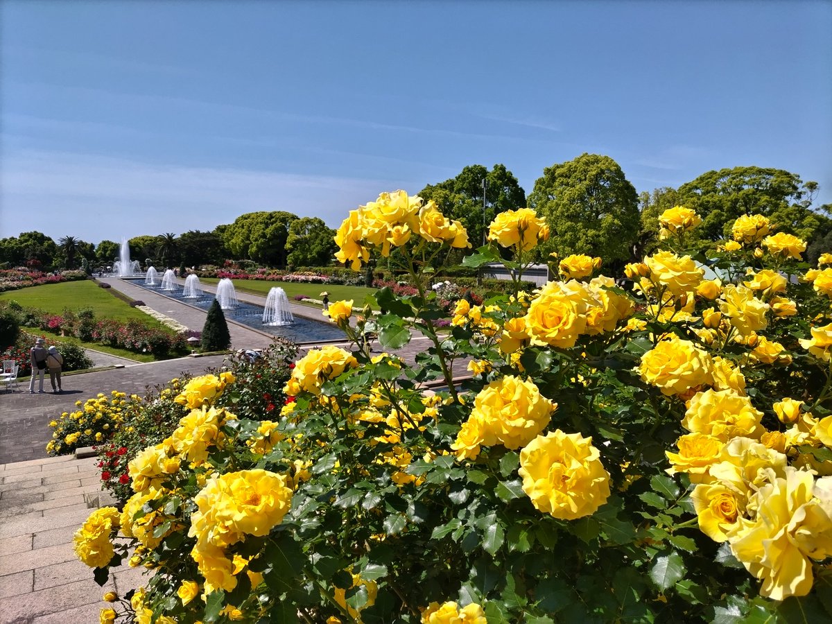 kobe_machiguide's tweet photo. 須磨離宮公園のバラが5月10日（日）10:30時点で見頃を迎えています！色とりどりの美しいバラが咲き誇り、甘い香りがフワッと広がります。森の緑や野鳥のさえずりにも包まれる癒しのひととき。山陽電車「月見山」駅からはバラの小径を辿り徒歩約10分で到着します。 https://t.co/3HDa75SCs1