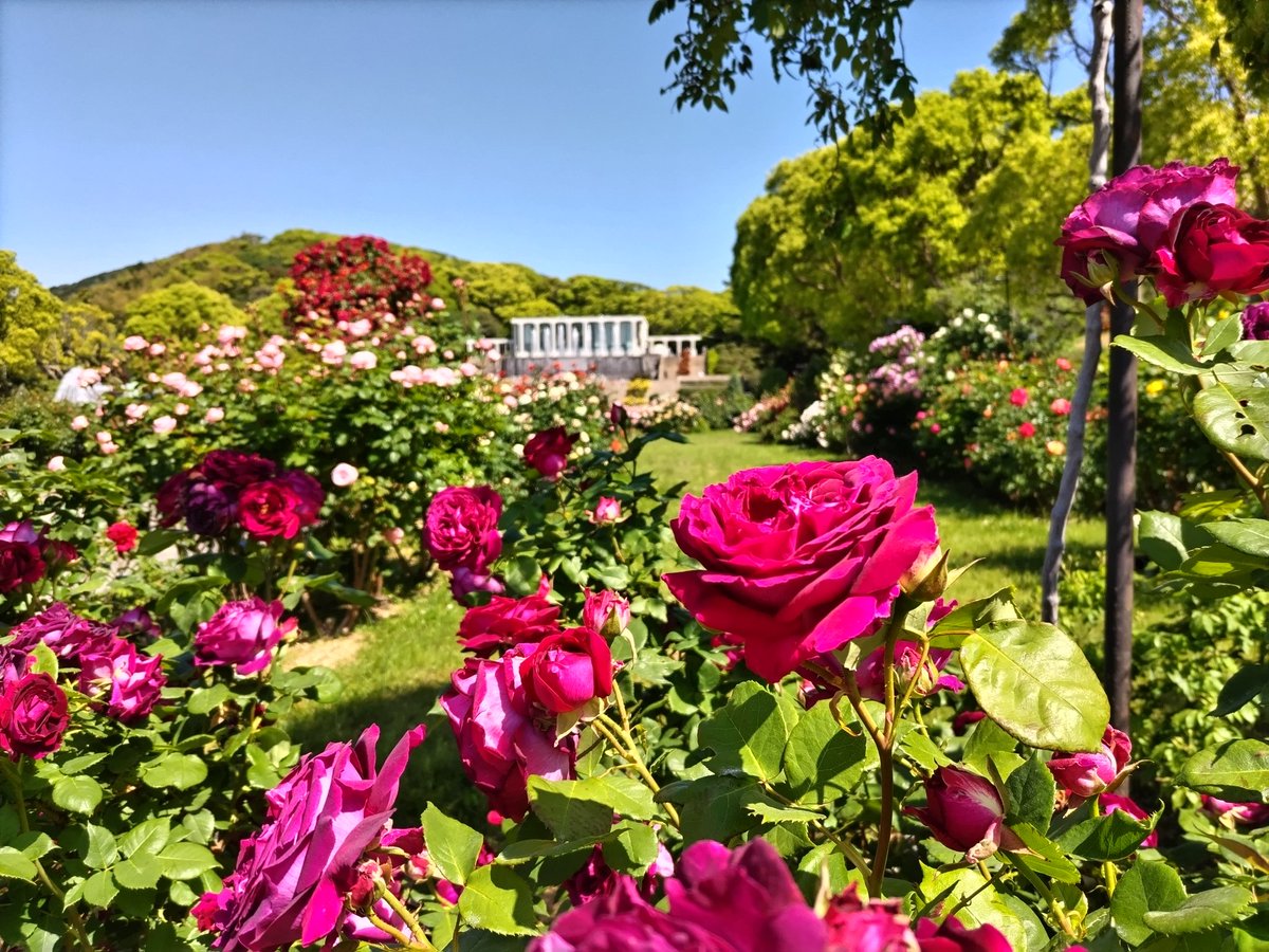 kobe_machiguide's tweet photo. 須磨離宮公園のバラが5月10日（日）10:30時点で見頃を迎えています！色とりどりの美しいバラが咲き誇り、甘い香りがフワッと広がります。森の緑や野鳥のさえずりにも包まれる癒しのひととき。山陽電車「月見山」駅からはバラの小径を辿り徒歩約10分で到着します。 https://t.co/3HDa75SCs1